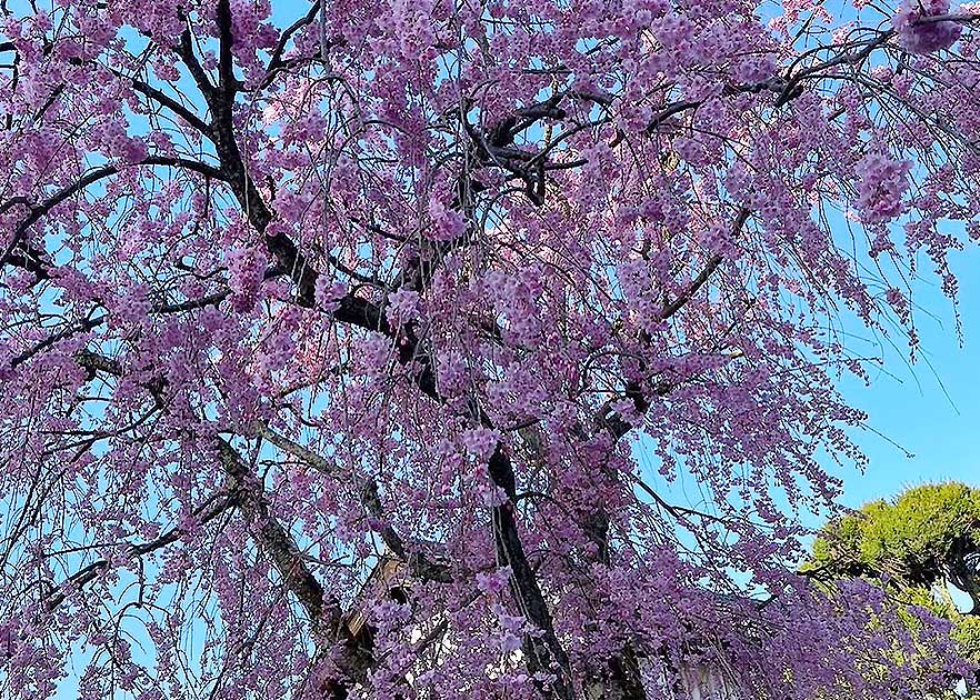 春彼岸とは｜意味と参拝の心得